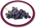 black grape juice concentrate suppliers usa