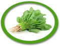 concentrated spinach juice suppliers usa